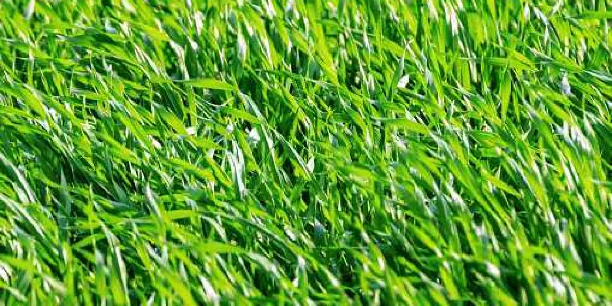 Wheatgrass Products Market Research Report 2022 – Global Forecast till 2030