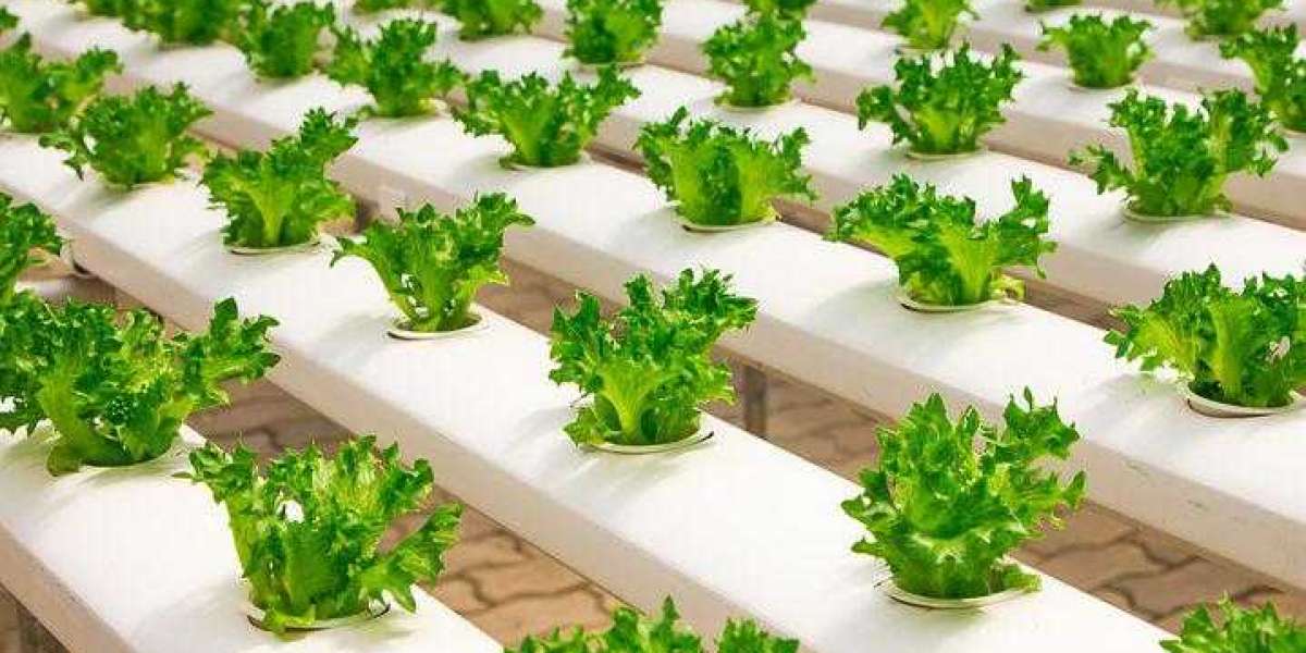 Hydroponics Research Paper Forecast, by Application, Share, Top Companies, Regional Growth