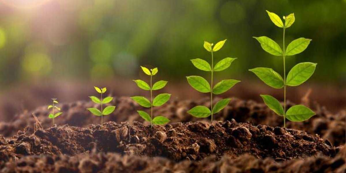 Plant Growth Regulators Market Research, Company Profile, Key Trend Analysis & Forecast 2030