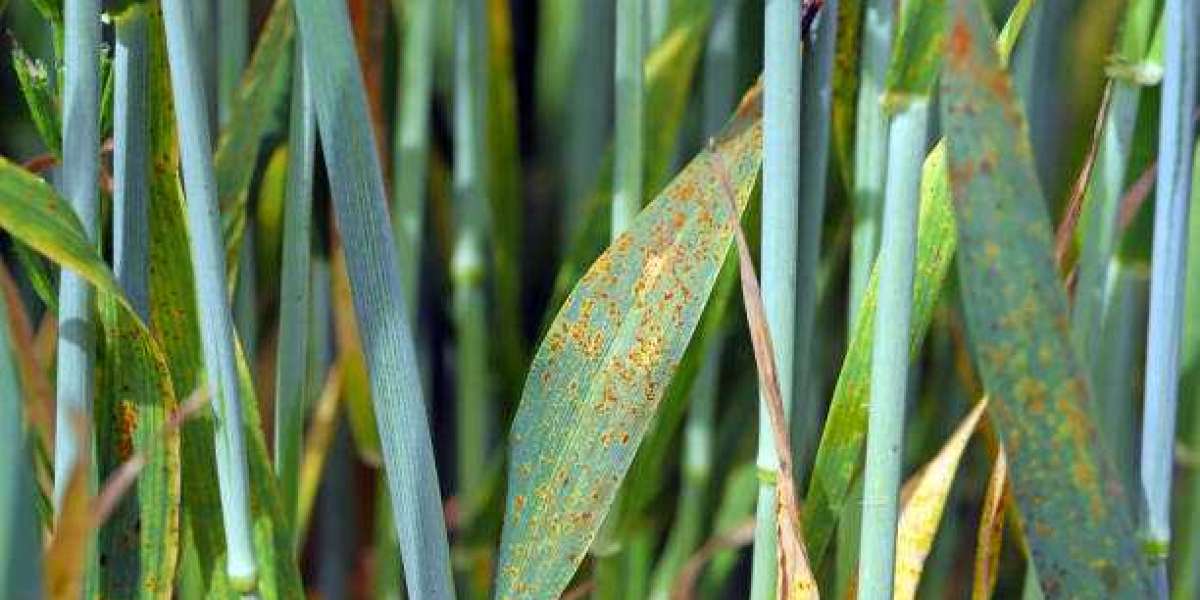 Fungicides Market Report Analysis, Drivers, Restraints, Key Factors Forecast 2028