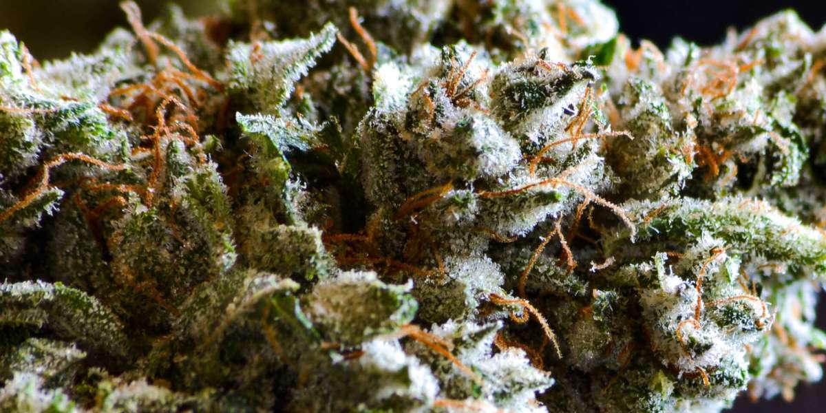 Top 10 Kush Strains to Try in 2023