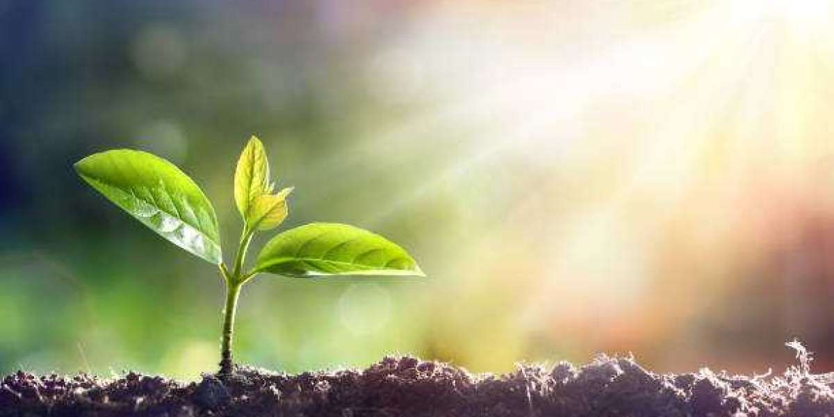 Catalyst Fertilizer Market Insights, Revenue Growth, Key Factors, Major Companies, Forecast Report by Market Research Fu