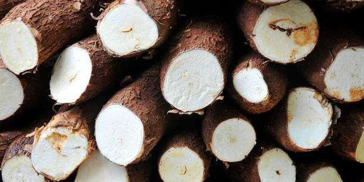 Cassava Market Insights, Merger and Acquisitions , Drivers, Restraints and Industry Forecast By 2030