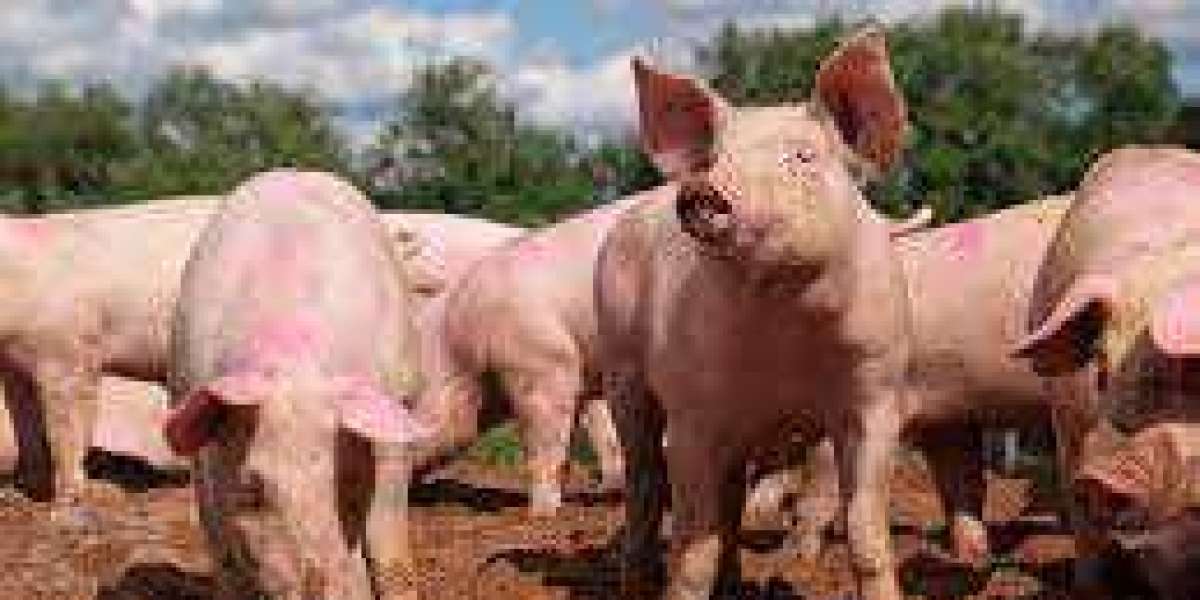 Hog and Pig Market To Witness the Highest Growth Globally in Coming Years 2022-2029