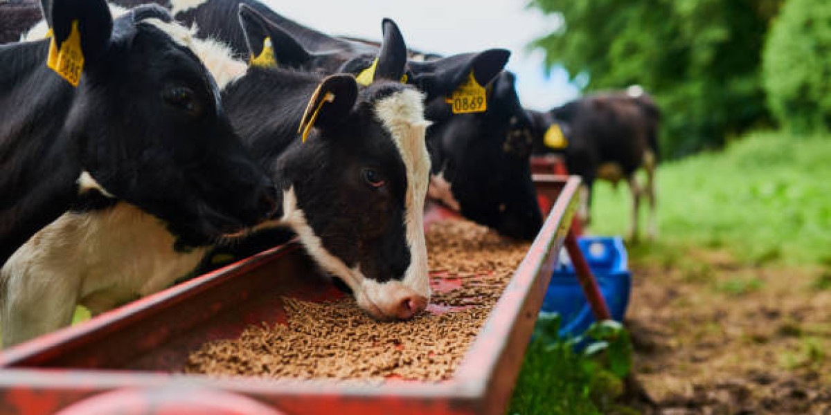 Cattle Feed Market Size, Strategies, Competitive Landscape, Trends & Factor Analysis 2030