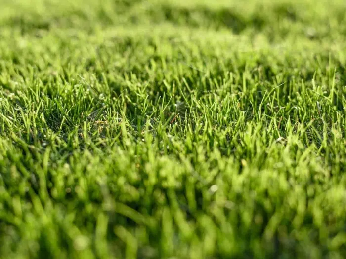 Elevate Your Outdoor Space with Artificial Turf in Melbourne | by AuzzieTurf | Nov, 2023 | Medium