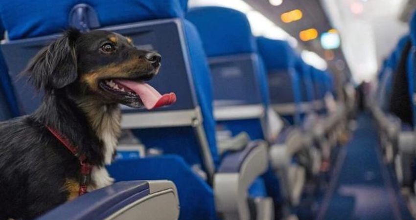 Lufthansa Airlines Pet Policy