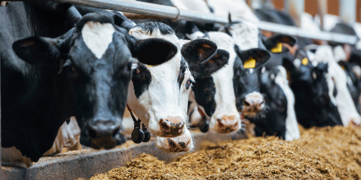 Unraveling Dilemmas: Exploring Ethical Concerns Surrounding Animal Agriculture
