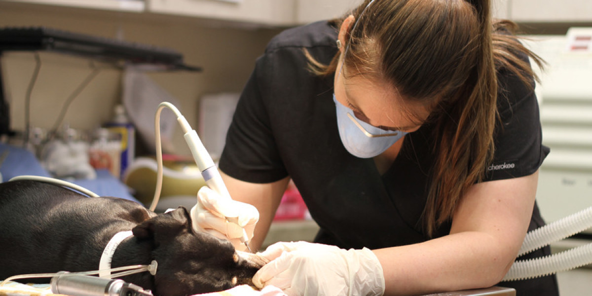 Veterinary Dental Equipment Market Players To Be Influenced By Increasing Adoption of Advanced Diagnostic Tools