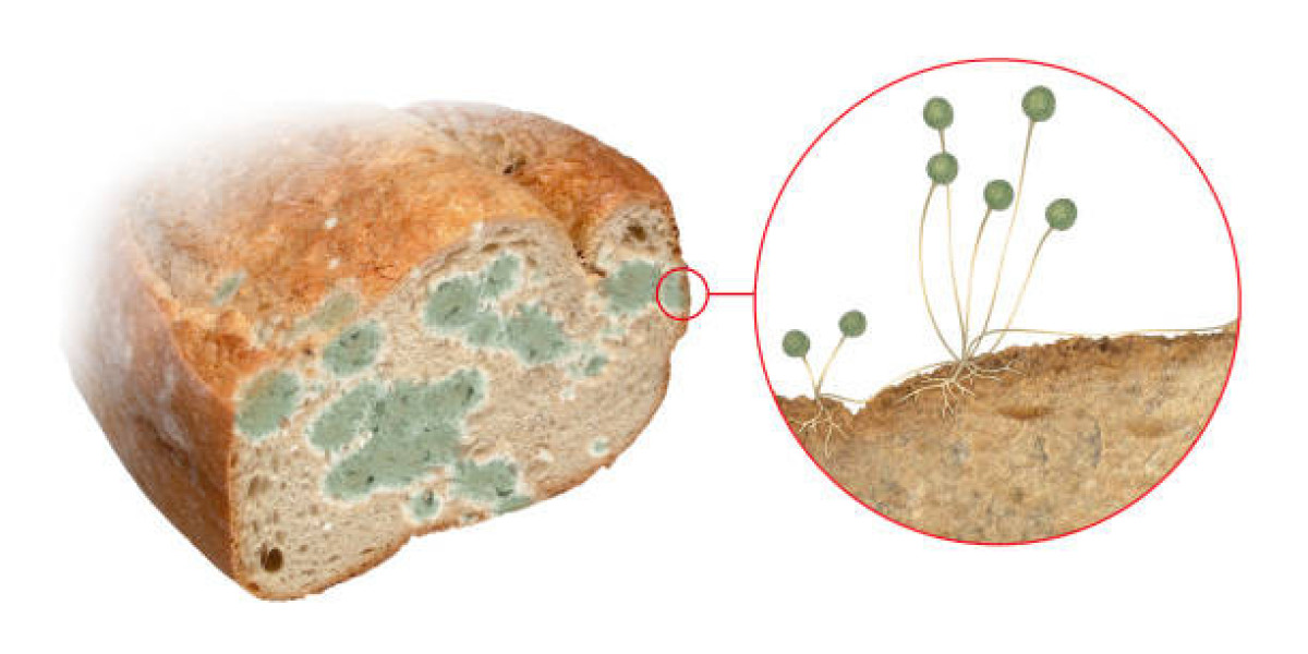 Mold Inhibitors Market Trends with Demand by Regional Overview, Forecast 2032