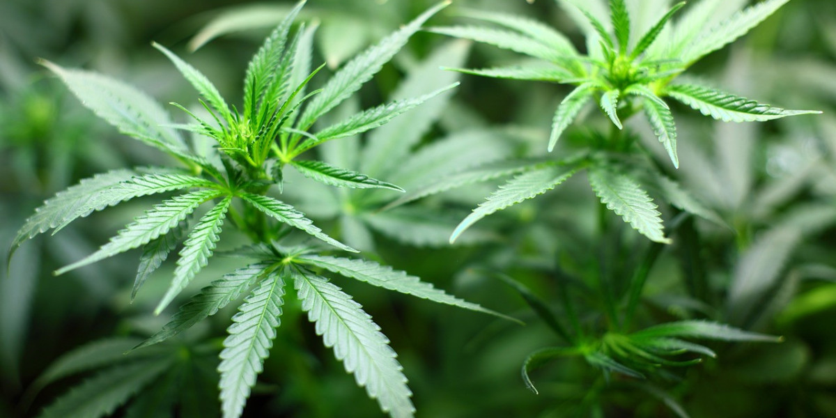 Cannabis Mask Market Risk Analysis, Regulatory Landscape and Legal Advisory by 2032