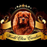 World Class Cavaliers LLC Profile Picture