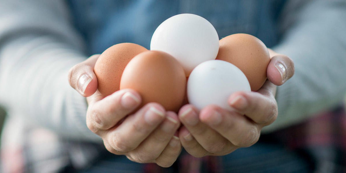 Poultry Eggs  Market 2023 Global Industry Analysis With Forecast To 2032