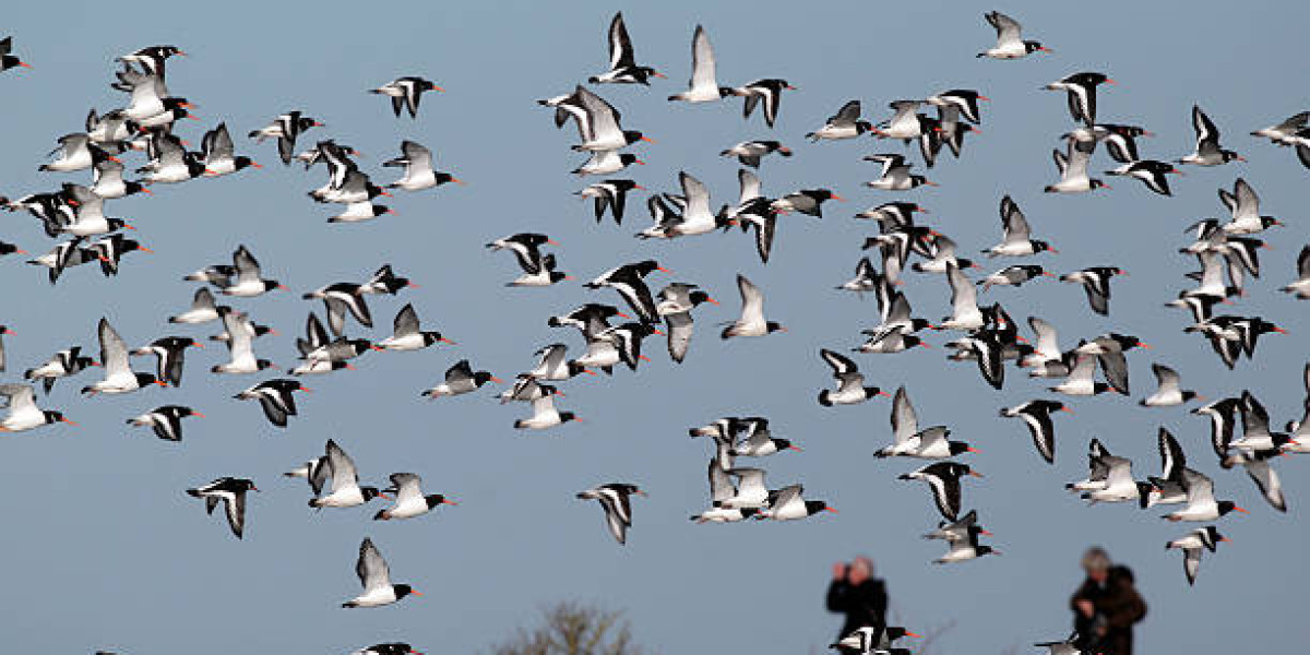 Colorado goose hunting guides - Bird Sand Bucks Outdoors