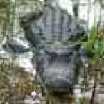 Backwoods Airboat Adventures profile picture