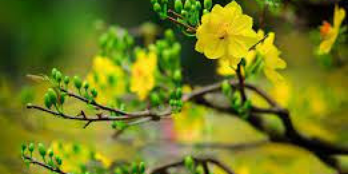 Kỹ Thuật Chăm Sóc và Bón Phân Cho Cây Mai Vàng (Ochna integerrima)
