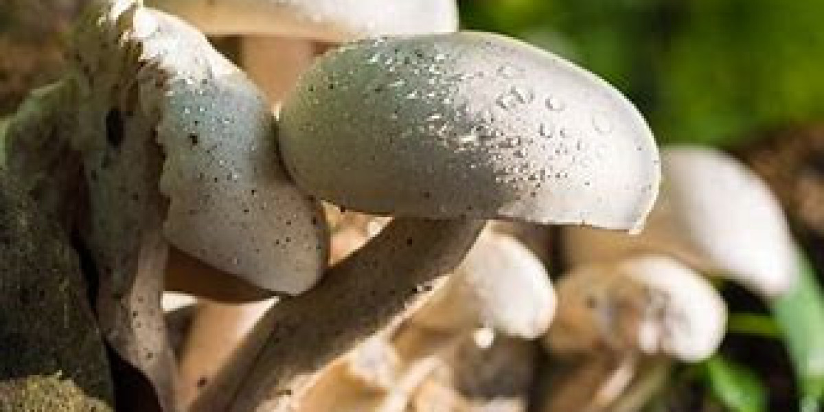 Button Mushroom Market Analysis, Forecast Report