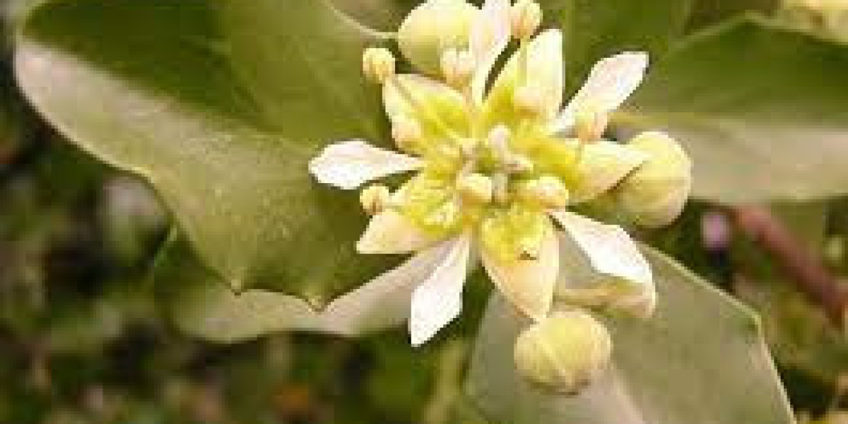 Quillaia Extract Market Global Trends, Size and Forecast Report