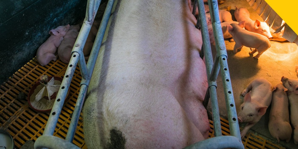乳品工业动物虐待：呼吁关注动物福祉