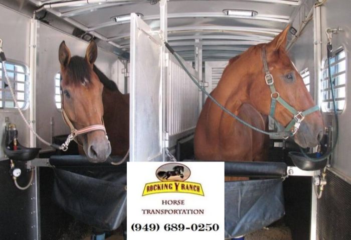 Guide To Nationwide Horse Transportation Services In California - WriteUpCafe.com