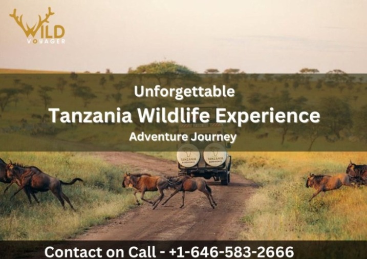 Book an Unforgettable Tanzania Safari Experience with WildVoyager | Vipon