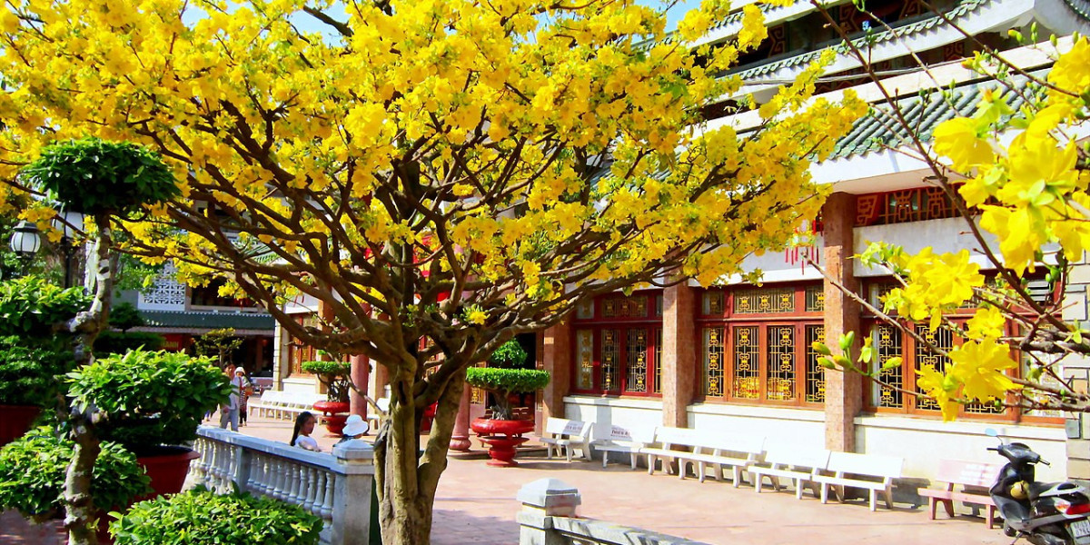 "Vua" mai bonsai Nhơn An: Kiếm tiền tỷ nhờ tạo dáng cho mai vàng