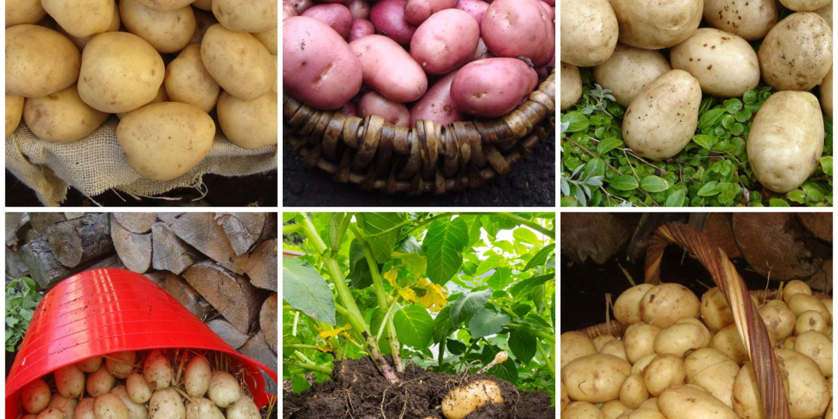 Seed Potatoes Market Forecast | Covid 19 Impact And Recovery