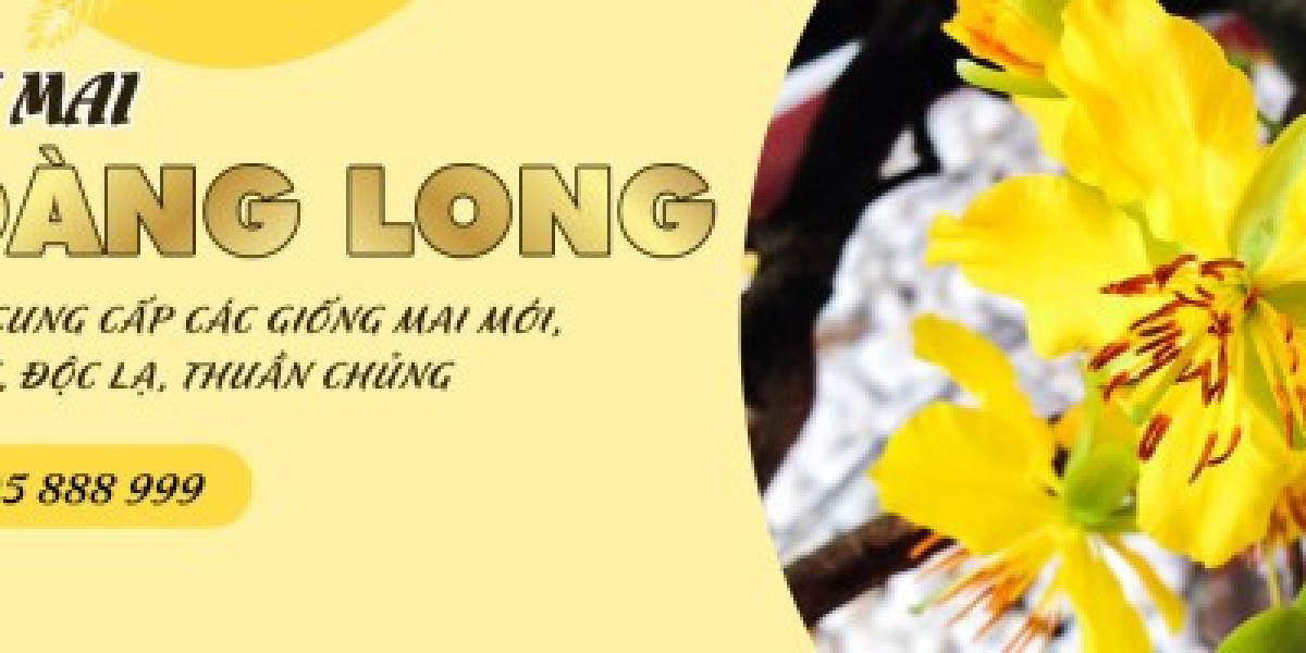 Mai Vàng Khủng Miền Tây