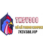 SV388 TK Profile Picture