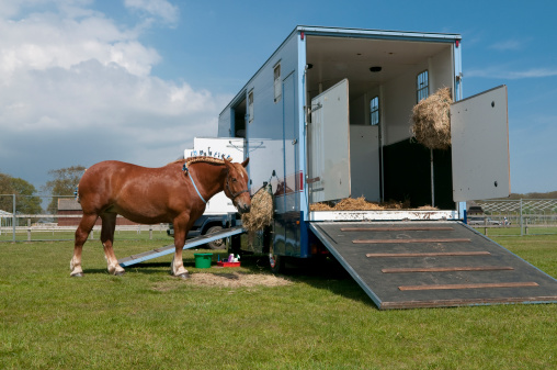 Rocking Y Ranch: Your Trusted Partner in Specialized Equine Transportation – Rocking Y Ranch