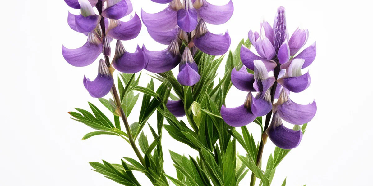 Lupine Peptide Market Size, Growth & Industry Analysis Report, 2023-2032