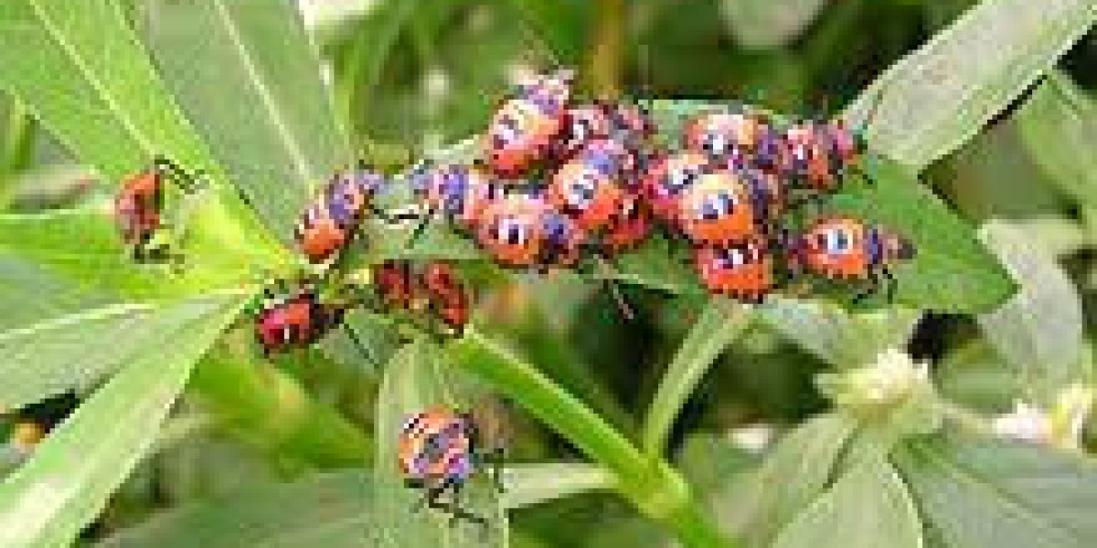 Insect Pheromones Market Key Players, Share & Latest Trades Report
