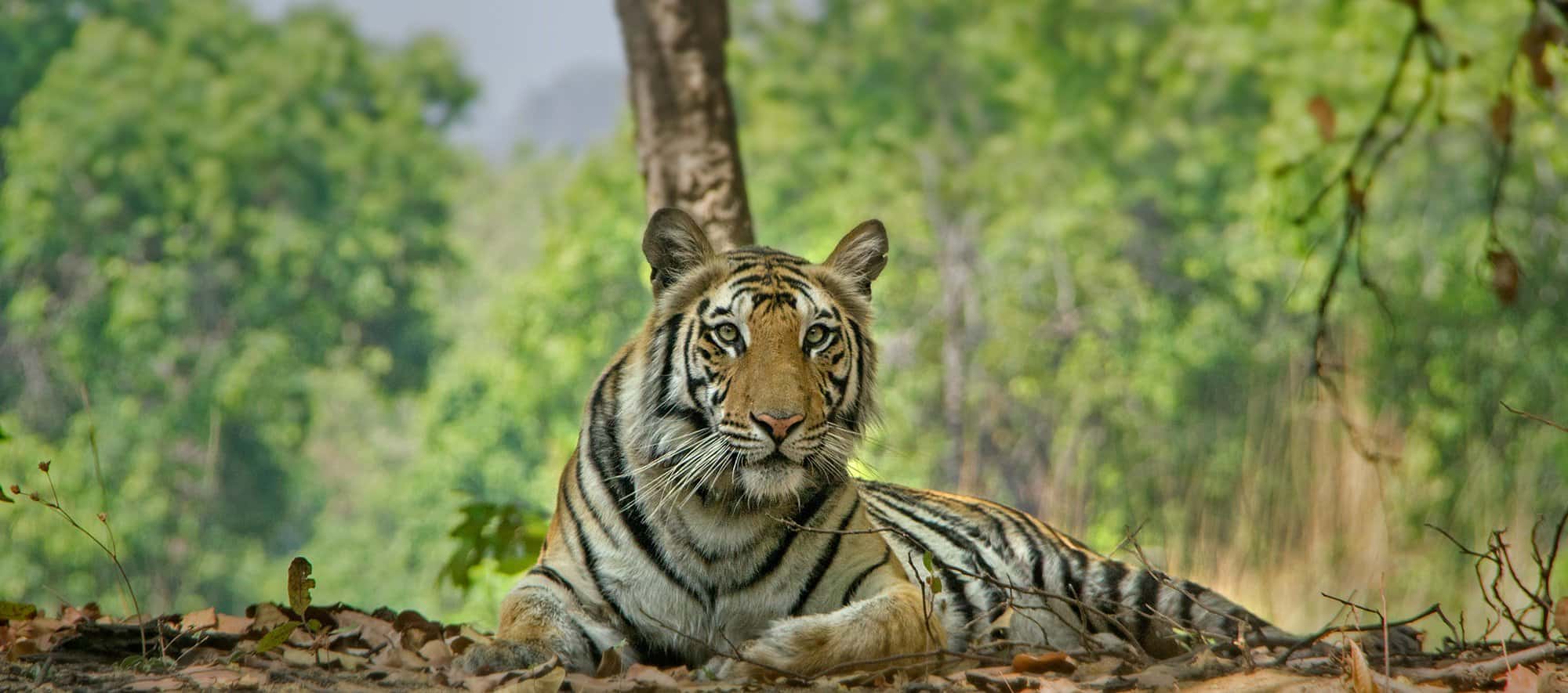 Explore Bandhavgarh National Park and Bandhavgarh Safari with Tiger Safari Bandhavgarh