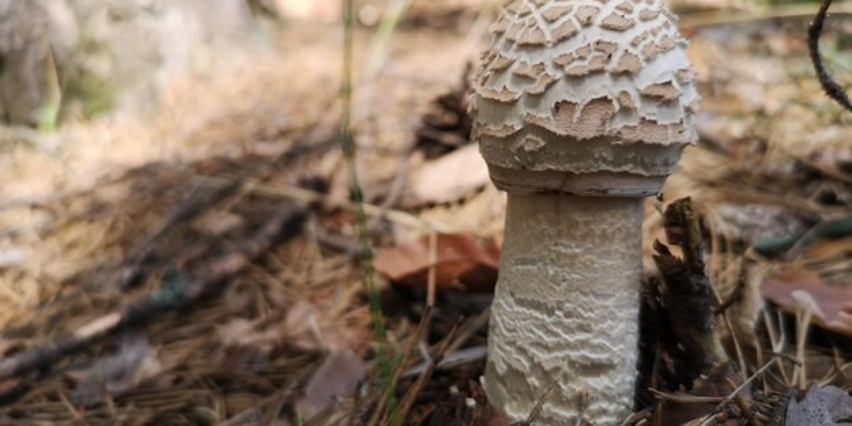 Amanita Safety: What You Need to Know