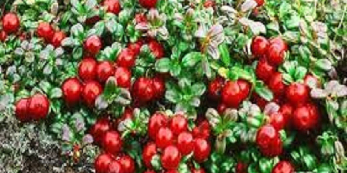 Global Lingonberry Extract Market Report, Latest Trends, Industry Opportunity & Forecast Report to 2032