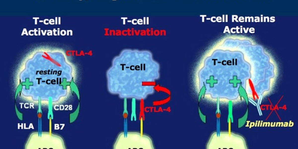 Ipilimumab Market 2024 Analysis Key Trends, Growth Opportunities, Challenges, Key Players, End User Demand and Forecasts
