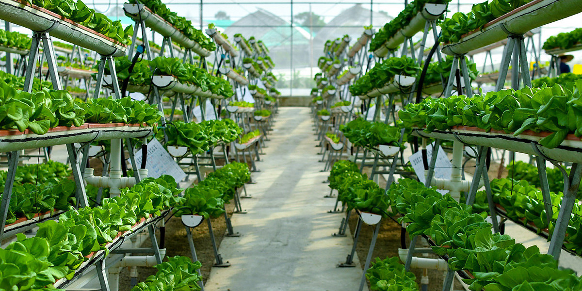 Indoor Farming Revolution: Key Market Drivers & Trends 2024