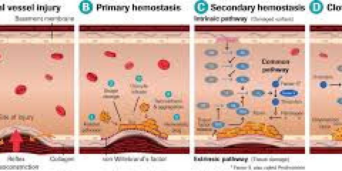 Thrombophilia Testing Market Size, Share, Regional Overview and Global Forecast Report to 2032