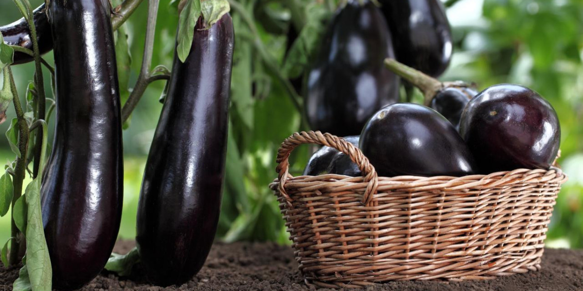Prefeasibility Report on a Eggplant Manufacturing Plant Project Setup Cost and Expanses