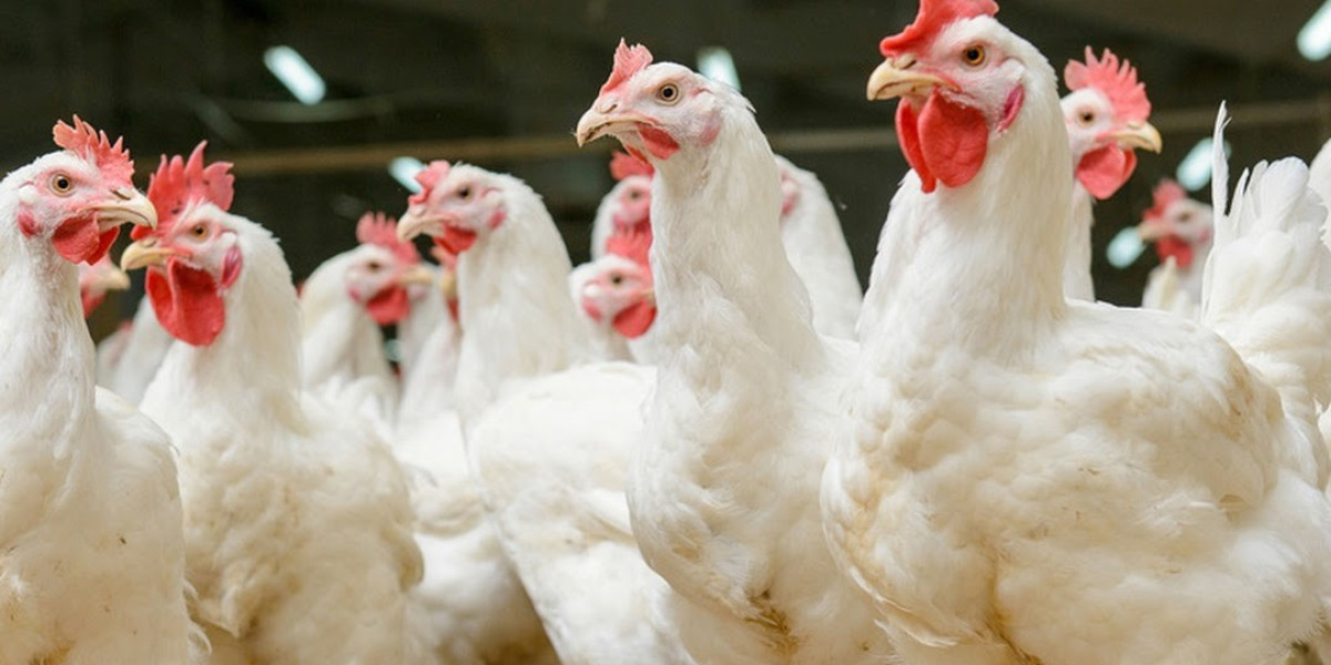 Qatar Poultry Industry Analysis | Growth & Opportunities