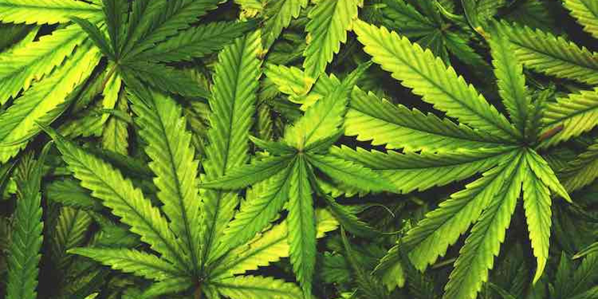 Stocking Your Smoke Shop: Essential Products and Sales Comparison