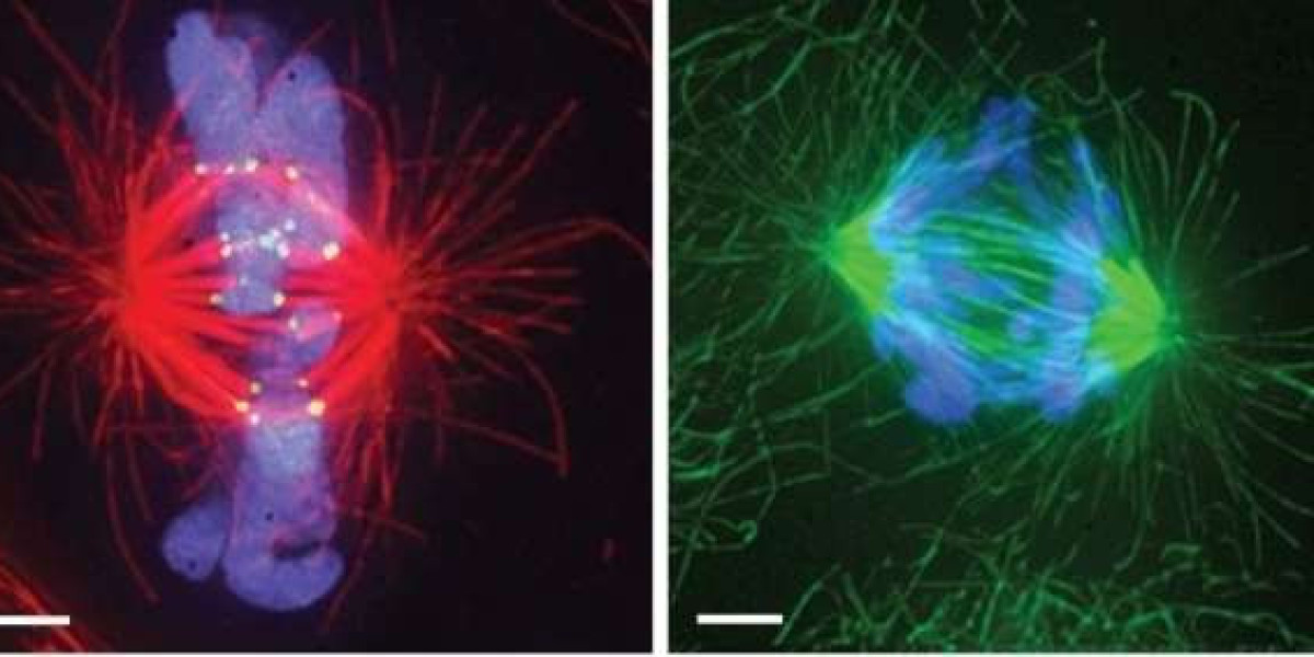 CD BioSciences Pioneers Cytoskeletal Interaction Assay Technology in Support of Cell Biology