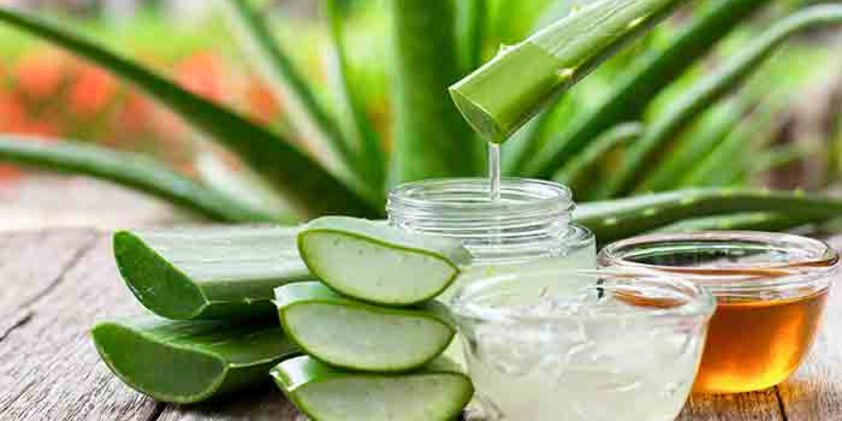In-depth Analysis: Aloe Vera processing Plant Project Report 2024 - Requirements and Setup Cost