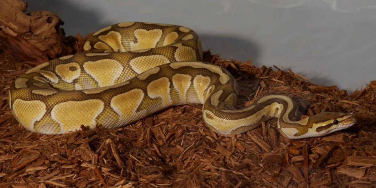 How to Ensure You’re Buying a Healthy Ball Python