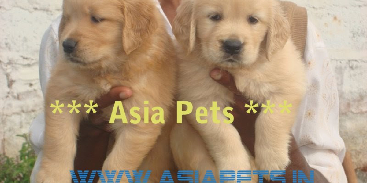 Puppies For Sale in Gurugram, Haryana