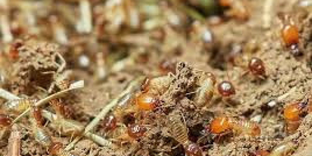 Termites Pest Control Service in Gurugram: Safeguarding Your Property Against Silent Invaders