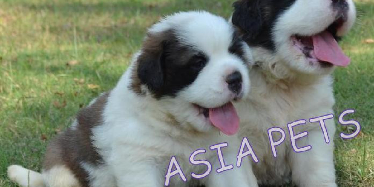 Dogs and Puppies For Sale in Puducherry