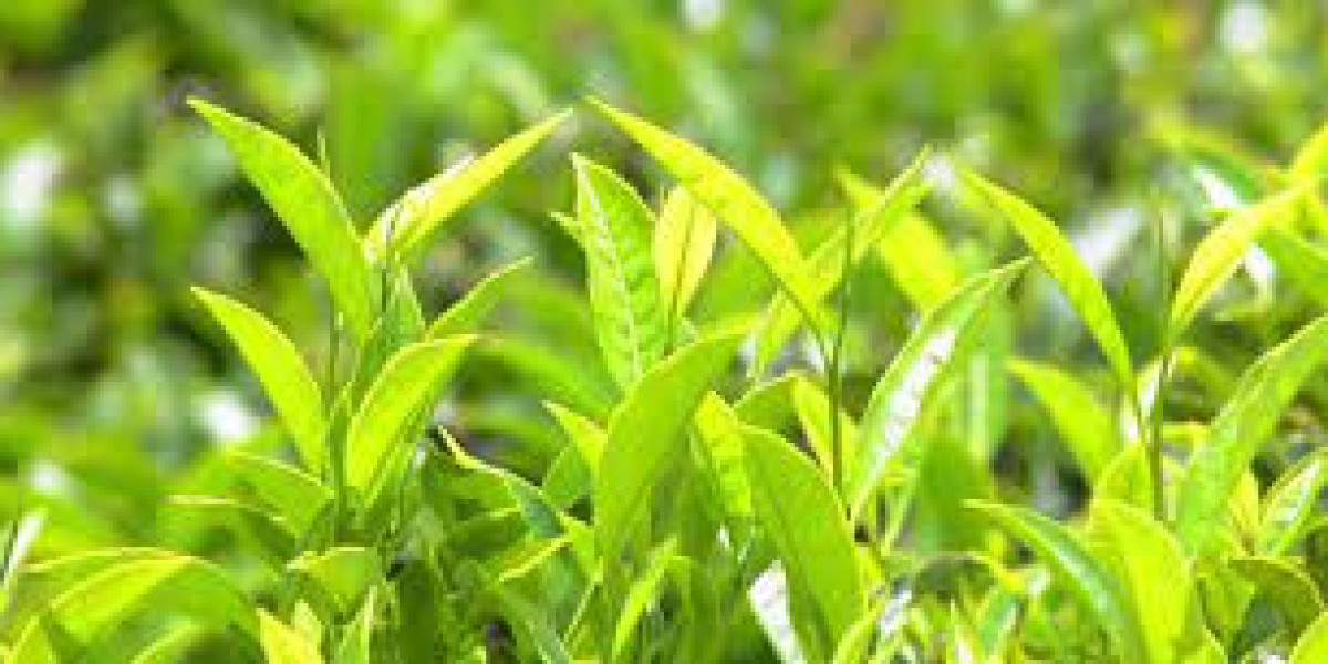 Agricultural Inoculants Market 2023 : Future Opportunities, Analysis & Outlook Report to 2032