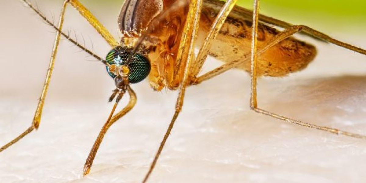 Reliable Pest Control Services India: Safaiwale Delivers Affordable and Top-Quality Treatments for Common Pests Like Ant