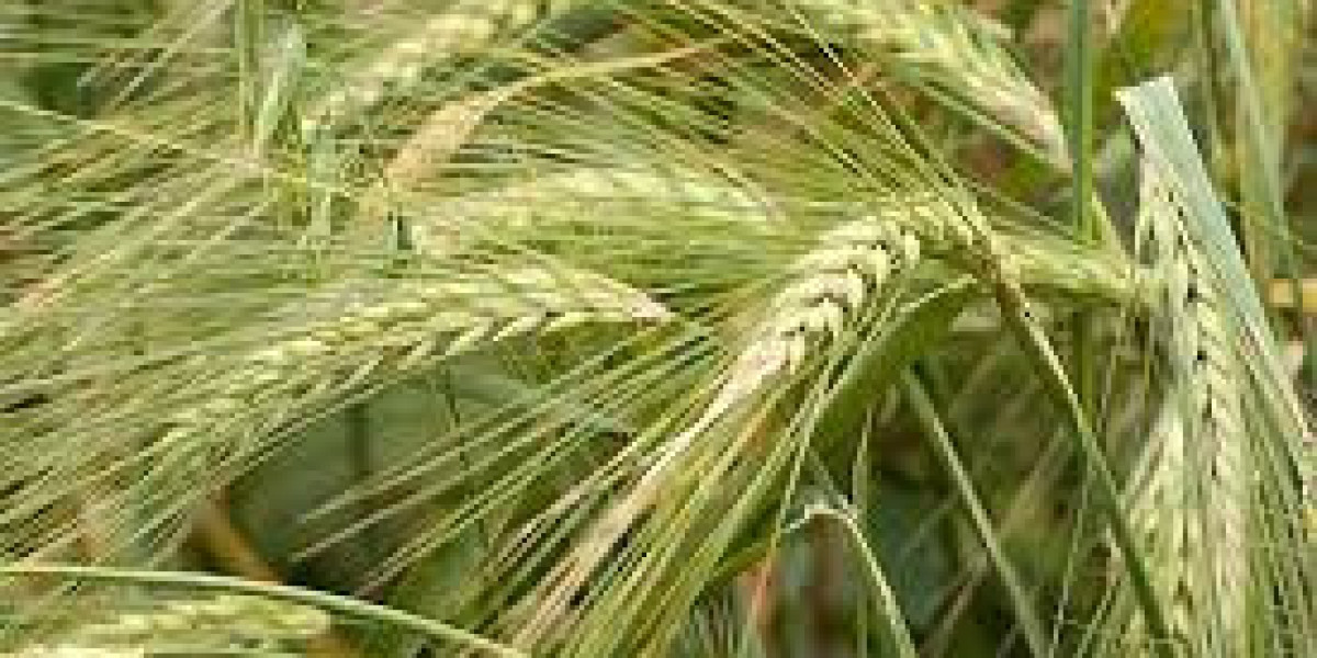 Rye Market Report, Latest Trends, Industry Opportunity & Forecast Report to 2032